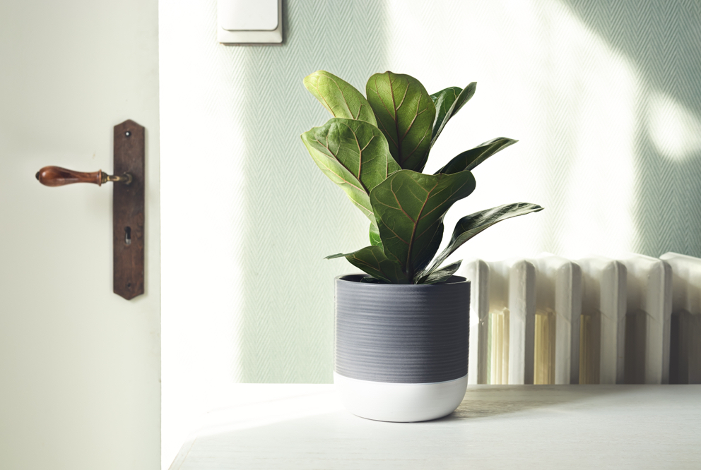 potted fiddle-leaf fig plant with large leaves growing inside a home