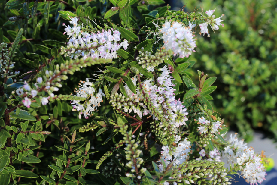 hebe ‘Oratia Beauty’ with white flowers that have pink tinges with green foliage 