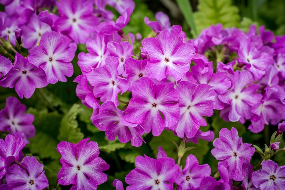 Primula sieboldii flowers