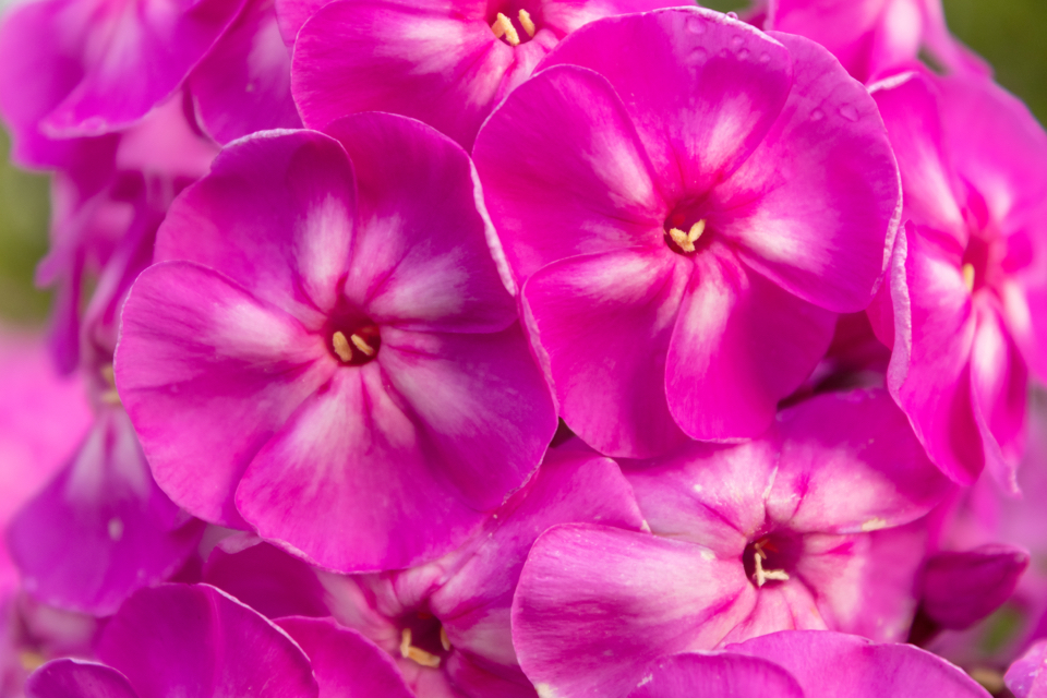 magnified view of the pink flowers from Phlox paniculata 'The King’