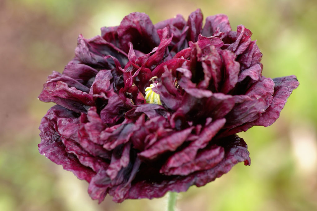 close-up of a purply-black flowering tree peony growing outside