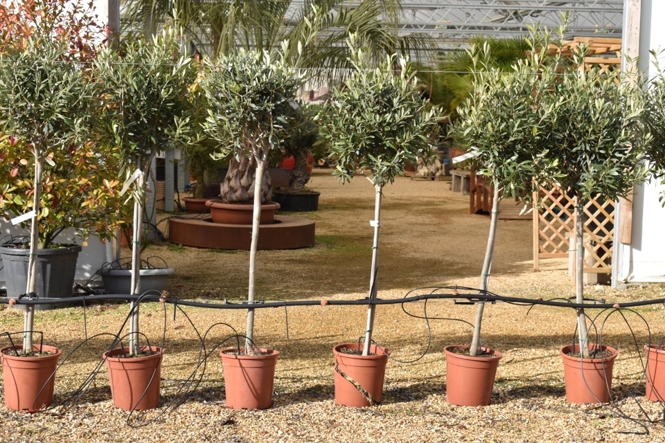 several small potted olive trees lined up in a row with wires attaching them all from the base of their thin trunks, with a greenhouse full of other trees behind