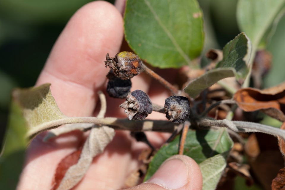 a hand showing the effects of fireblight on a tree