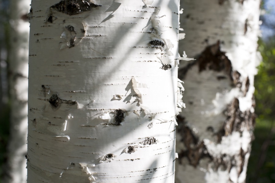 the white flaky bark of two betula trunks