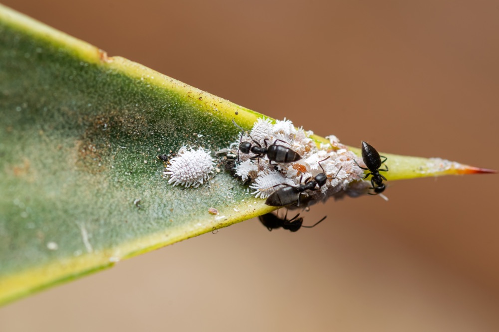some white and black pests crawling on the tip of an agave leaf