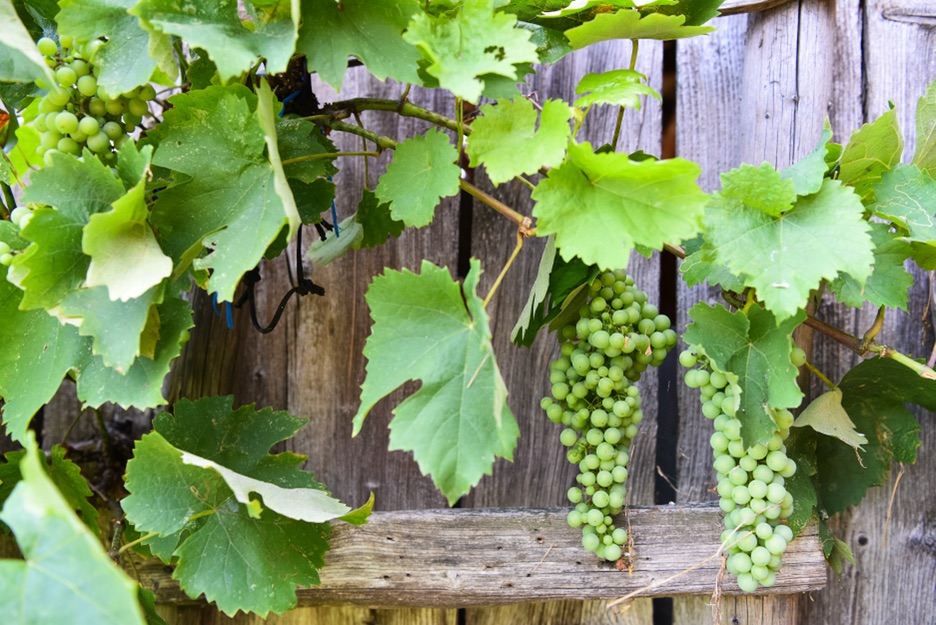 a grapevine plant bearing green fruit growing in front of a wooden fence