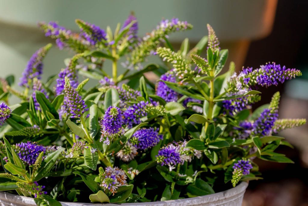 potted hebe shrub growing in a container outside with purple flowers