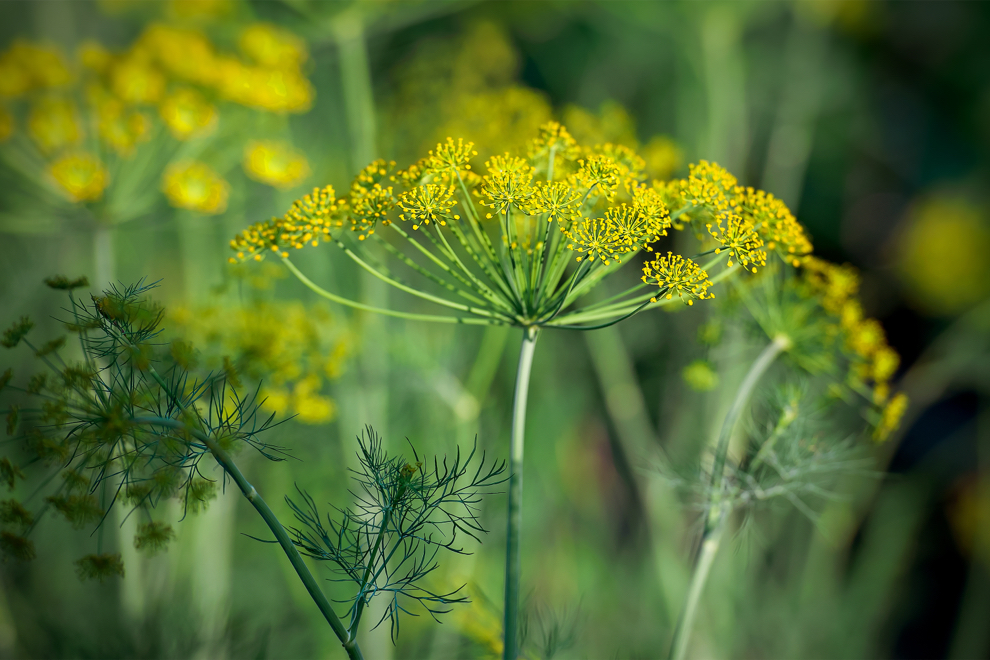 yellow flowering head of a fennel plant with other yellow flowers in the background