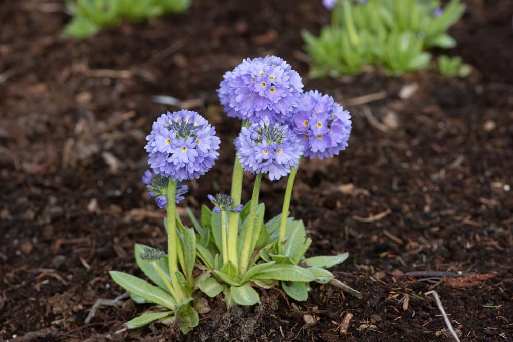 pom pom shaped blooms of drumstick primula with lilac flowering