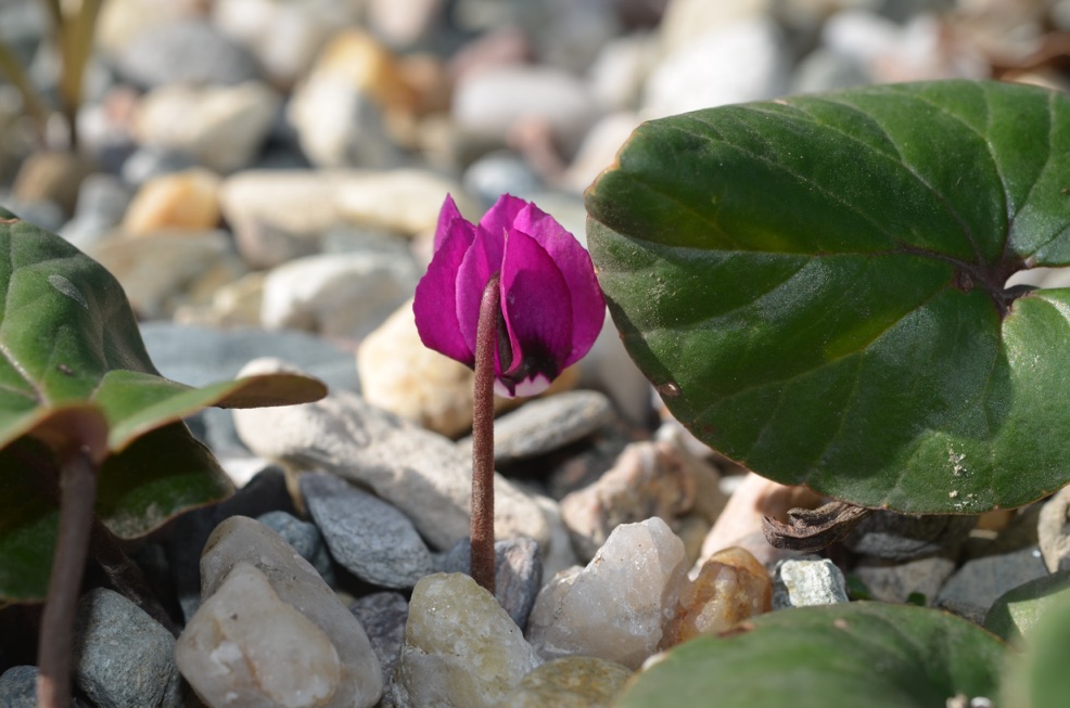 a close-up of a young Cyclamen coum ‘Meaden's Crimson’ plant with a deep pink flower and brown stem growing from a rocky garden bed