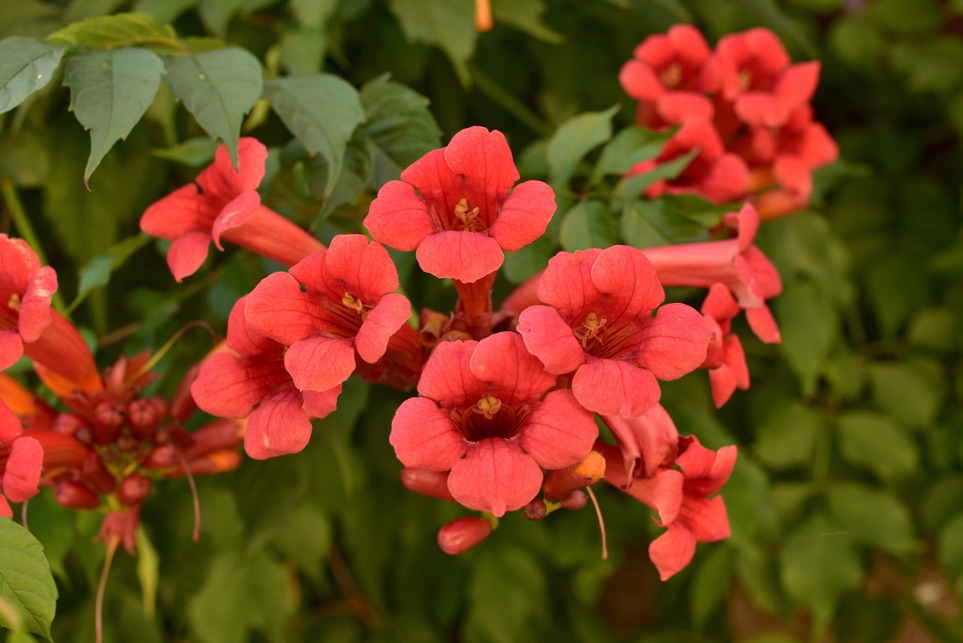 red trumpet vine flowers with its green foliage behind