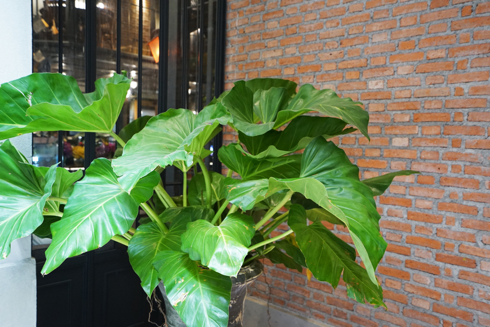 large taro plant will big leaves growing in a container in front of a brick wall
