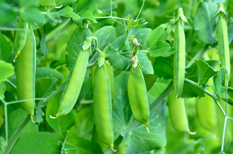 a pea plant sprouting several pods of peas 