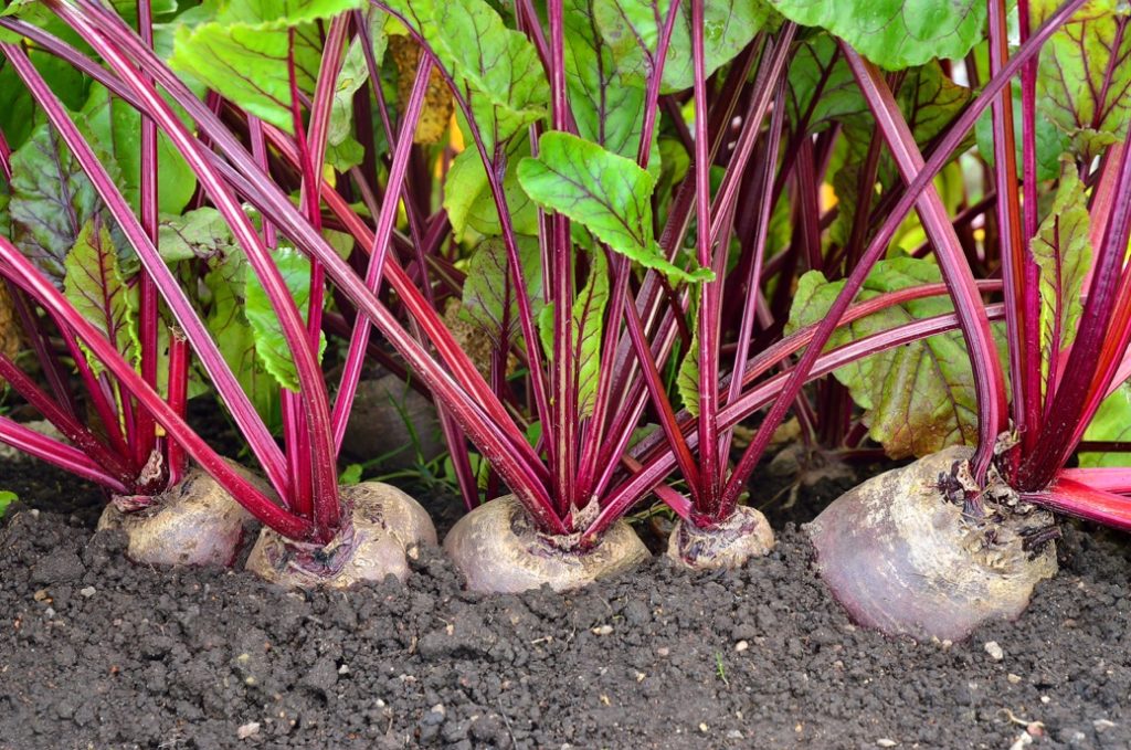 five beetroots with long red stalks and red-veined leaves growing from soil 