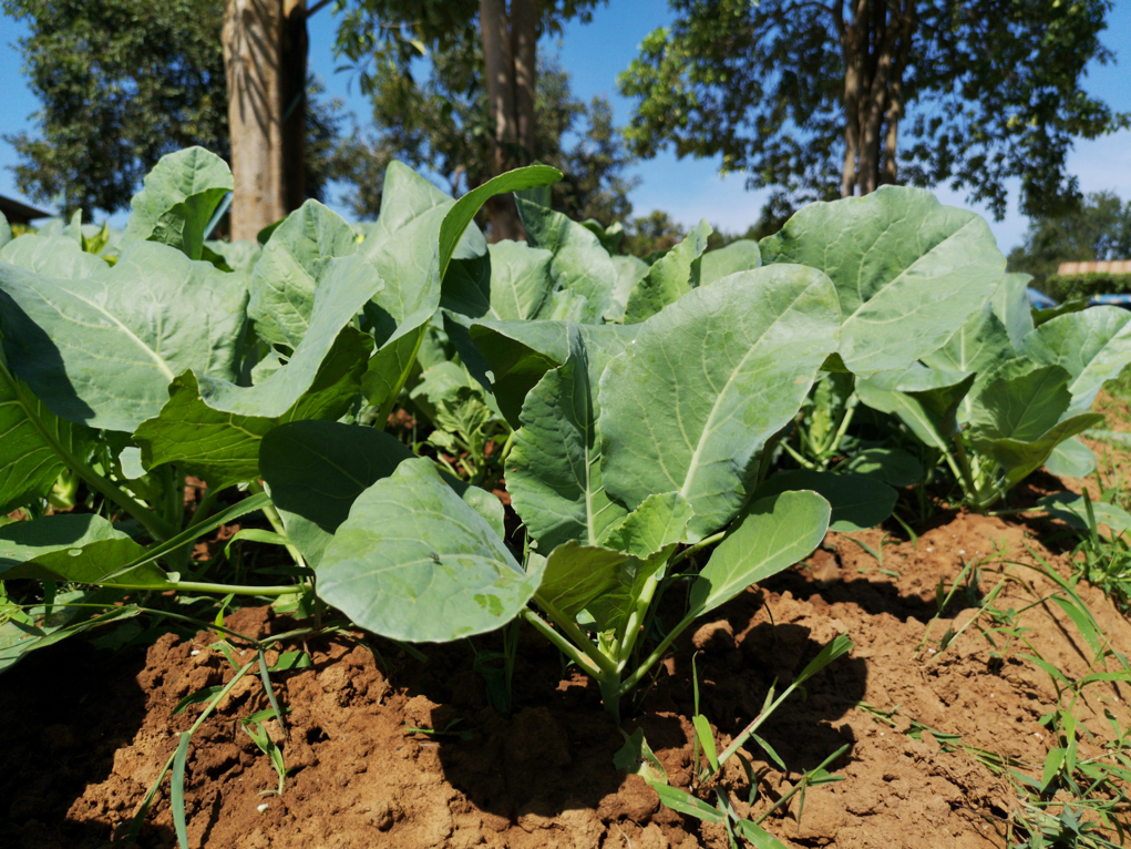 big green leaves of gai lan plants growing outside in soil from the ground with trees and a blue sky in the background