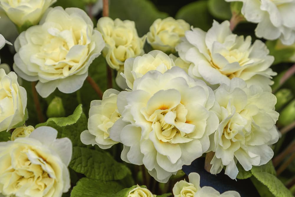 belarina primrose flowers with cream blooms