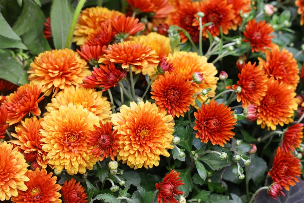 lots of bright orange chrysanthemums surrounded by their own green leaves