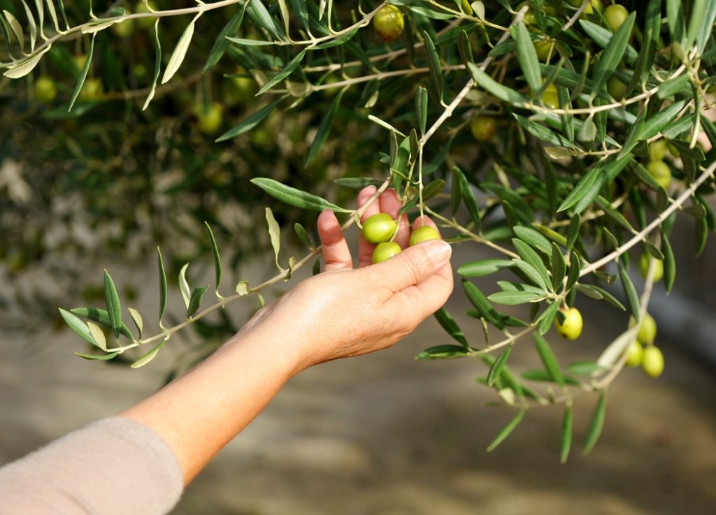 a hand holding the fruit of an olive tree from the stem with the rest of the plant in the background