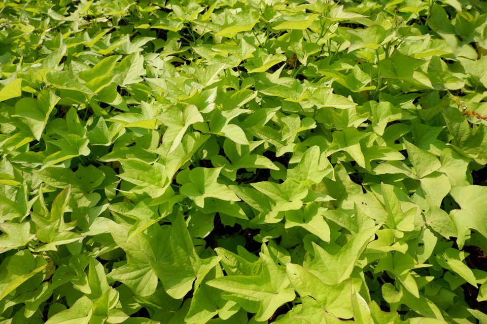 leaves of a potato vine in the sunlight