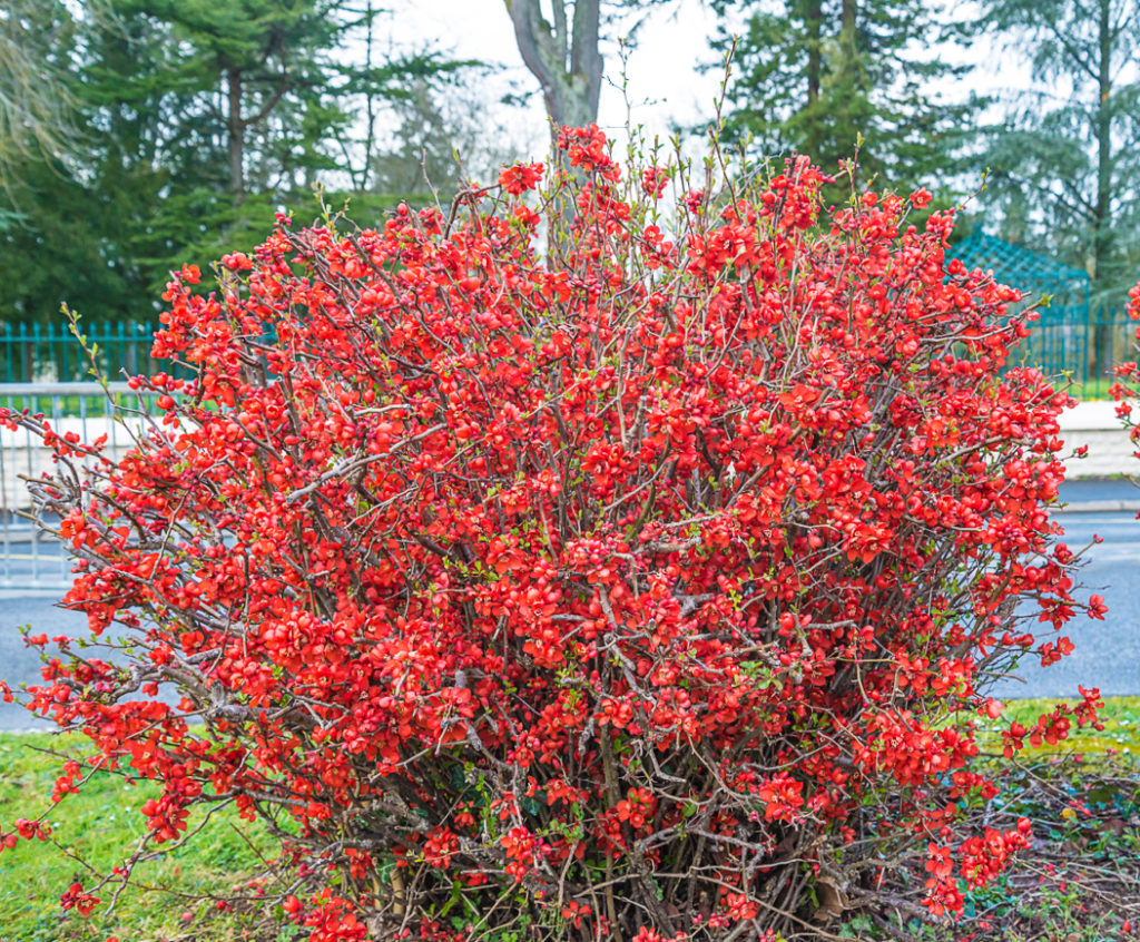 Chaenomeles japonica shrub with bright red flowers growing outside in front of a road