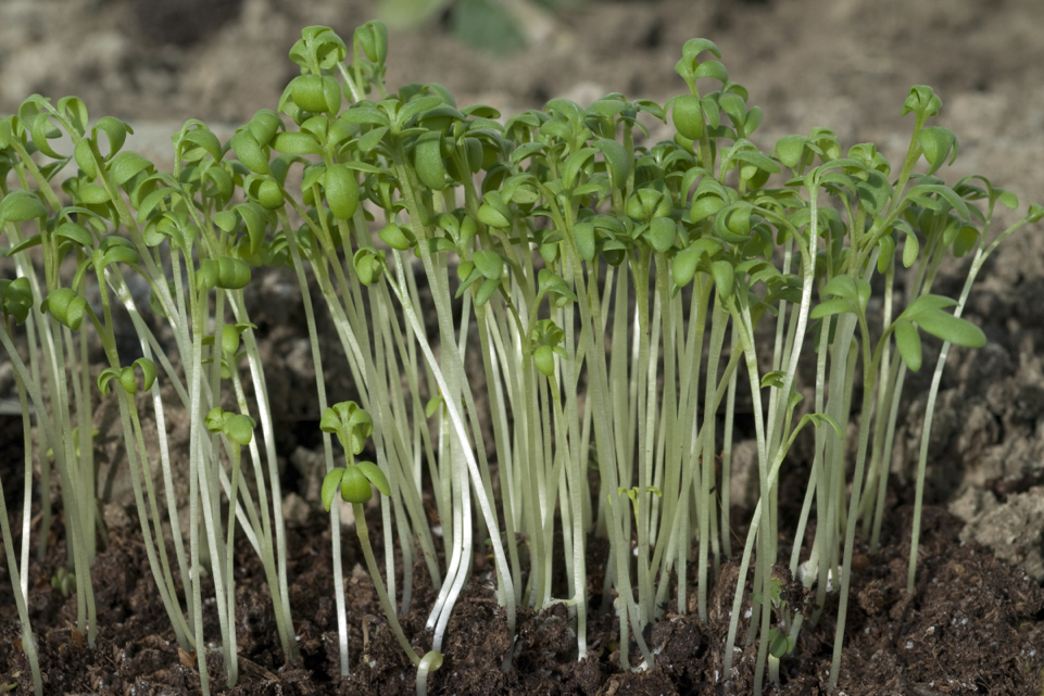 garden cress growing from the ground outside