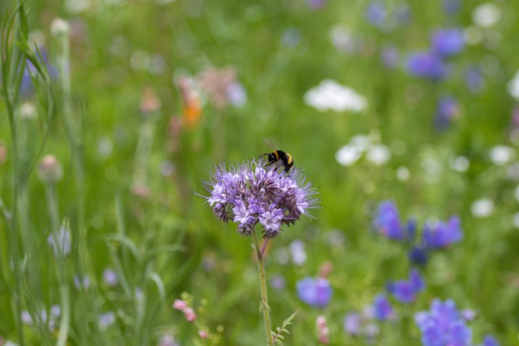 a bee sat on top of a purple-flowering plant in front of a grassy backdrop of white and purple flowers