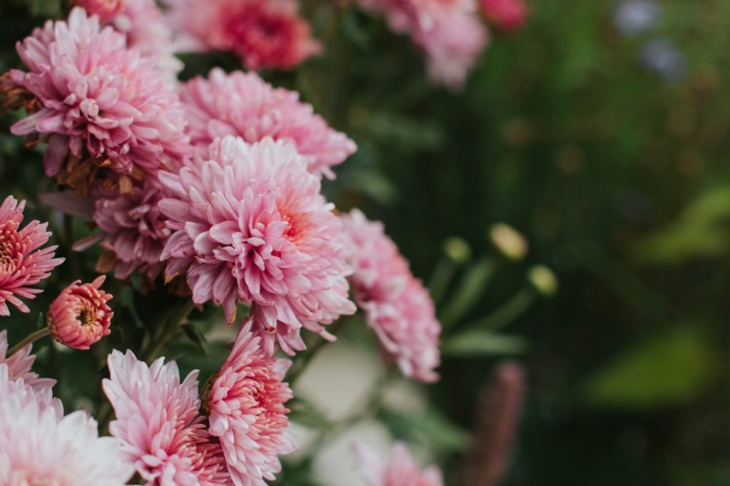 pink Chrysanthemums flowering outside with green plants in the blurred background
