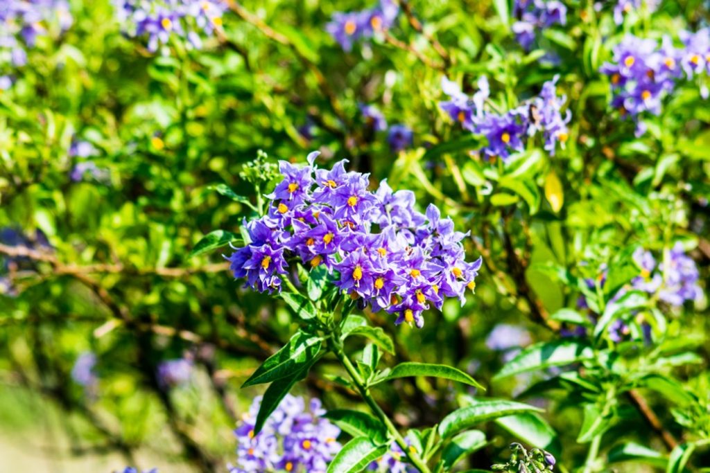 purple flowering potato tree with more of its plants behind it
