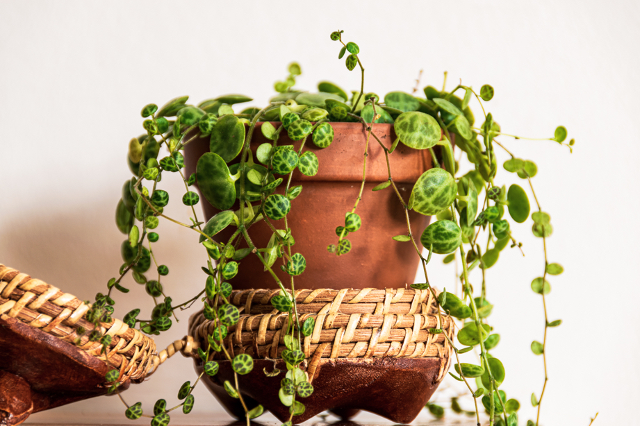 string of turtles plant with round leaves cascading over the edges of the brown pot it is growing in in front of a white wall