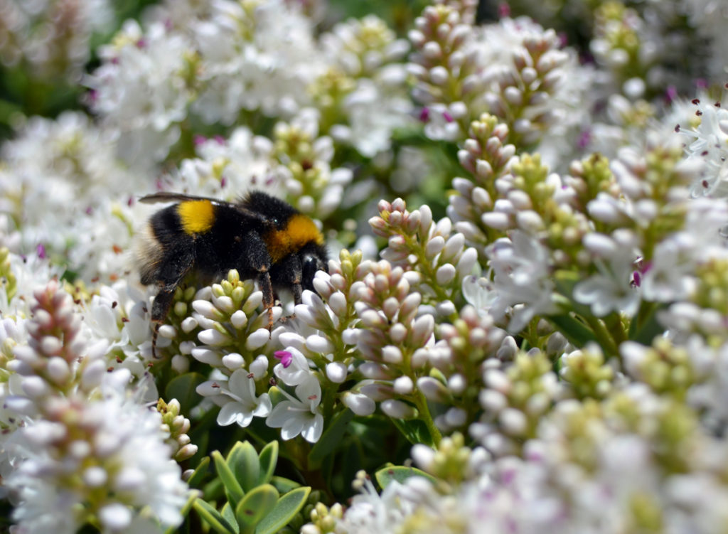 H. recurva ‘Boughton Silver’ with white flowers with a bee resting on the top of them