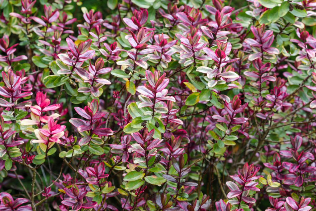 'rhubarb and custard' shrub with green and purple foliage growing outside 