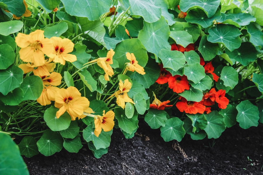 orange and red flowering Nasturtium growing side by side in the ground outside