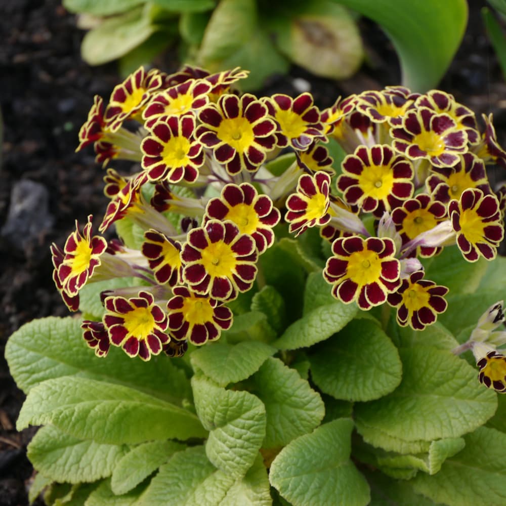 Primrose Gold Laced Group with a crimson and gold pattern