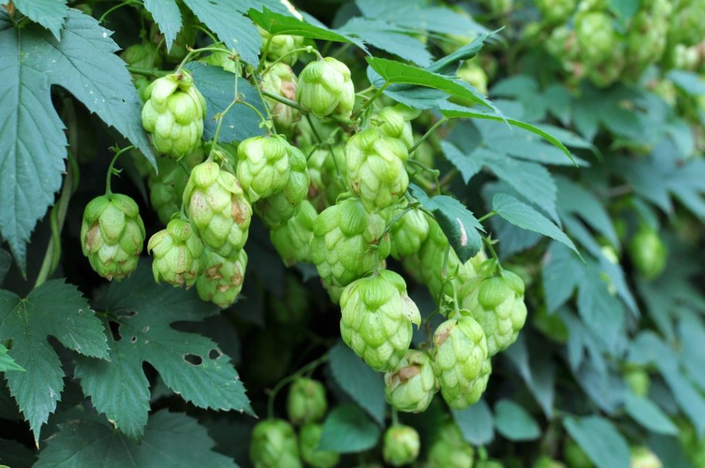 humulus lupulus bearing green fruits and darker green leaves growing outdoors