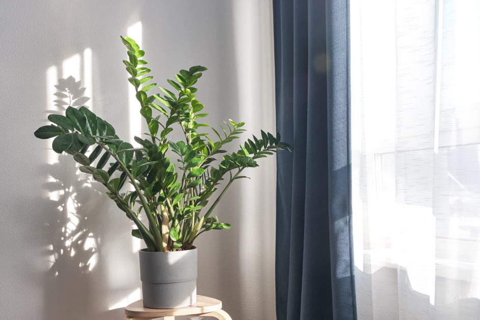 a zz plant in a grey pot casting shadows on the white wall behind it, next to a window with its curtains drawn