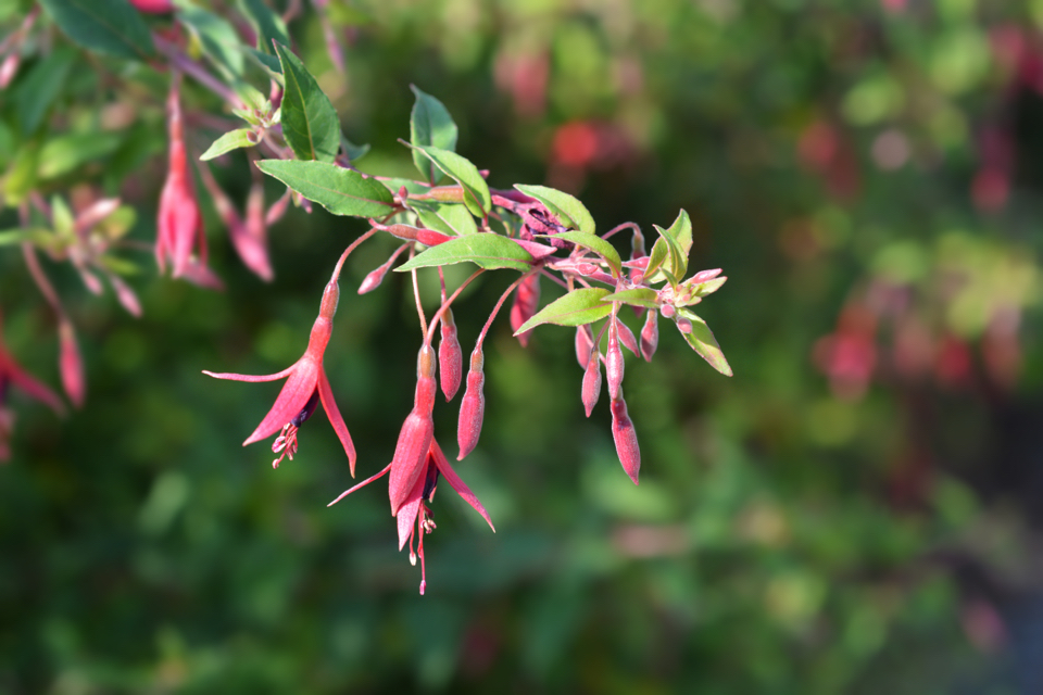 Fuchsia magellanica var. gracilis with pink flowers, some still in buds