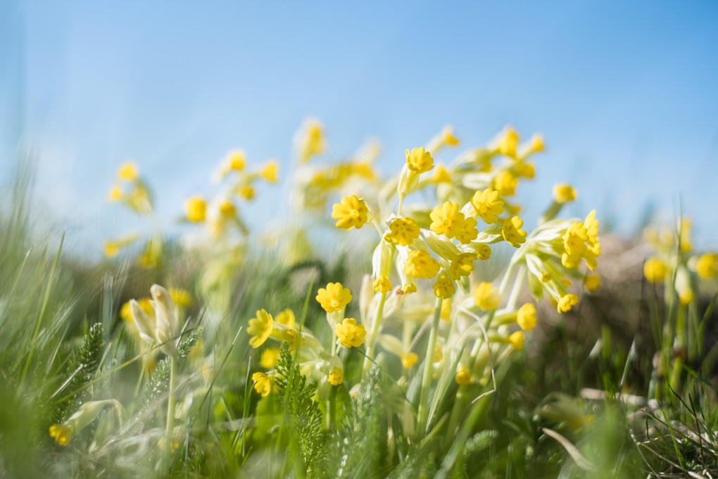 lots of yellow flowers growing amongst grass with blue skies in the background