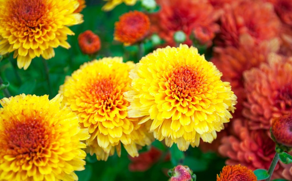 a close-up of a yellow Chrysanthemum with an orange centre with orange Chrysanthemums in the background