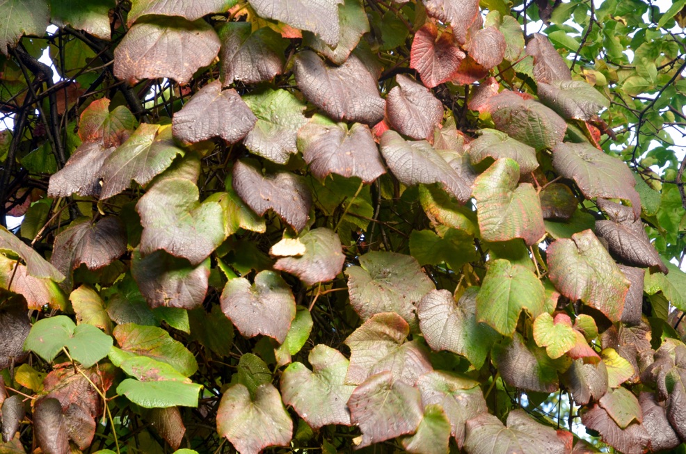 Vitis coignetiae with red, brown and green foliage growing outside