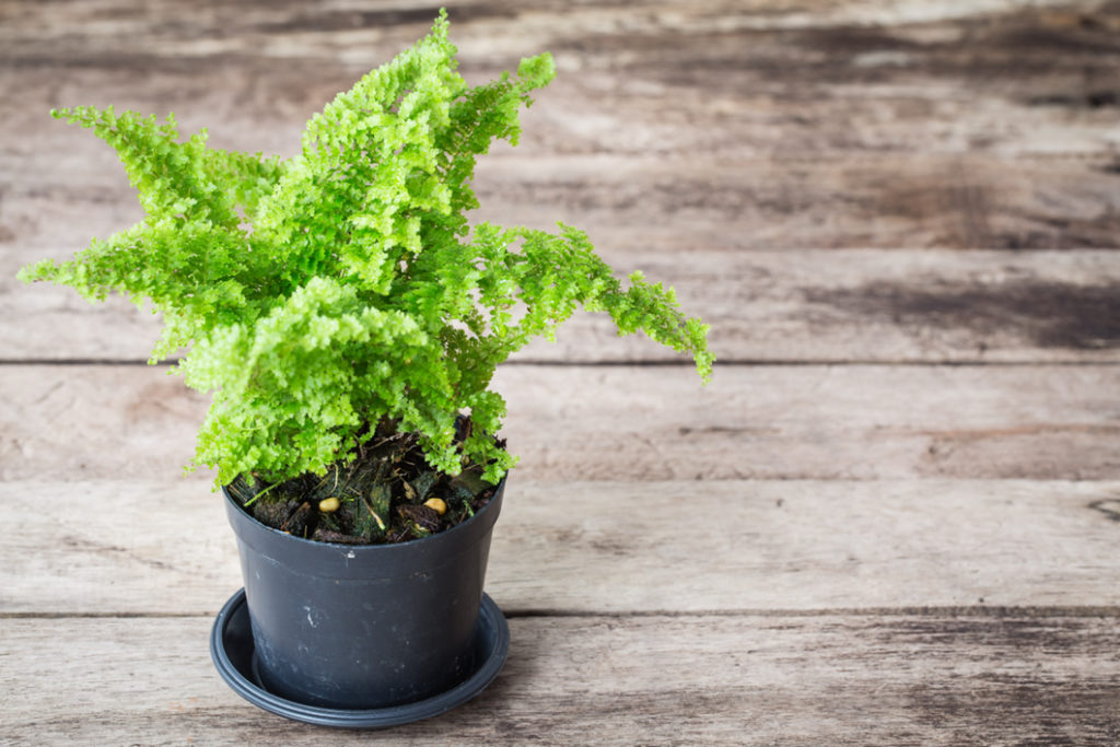 miadenhair fern growing in a pot on a wooden surface