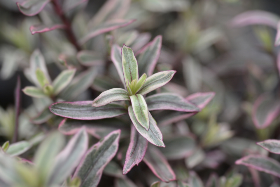 hebe 'frozen flame' with green leaves that have purple edges