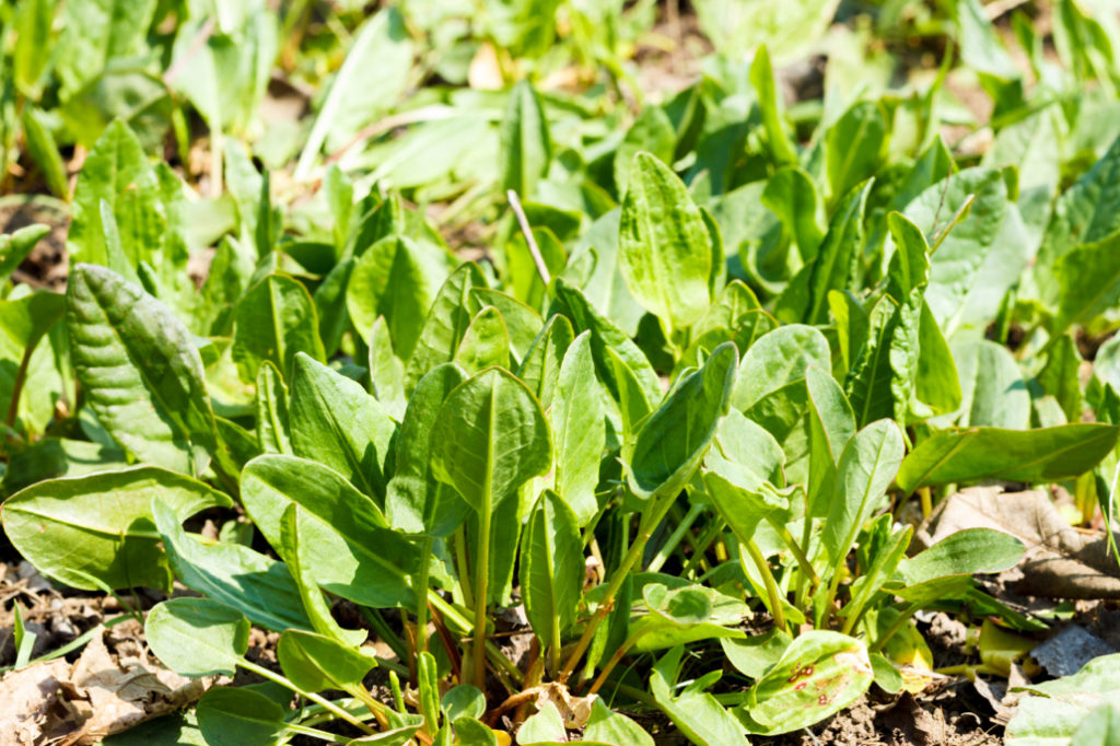 garden sorrel growing outside in the sunlight