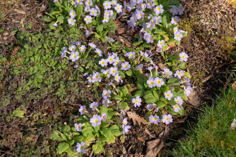 P. vulgaris subsp. sibthorpii in a large garden bed