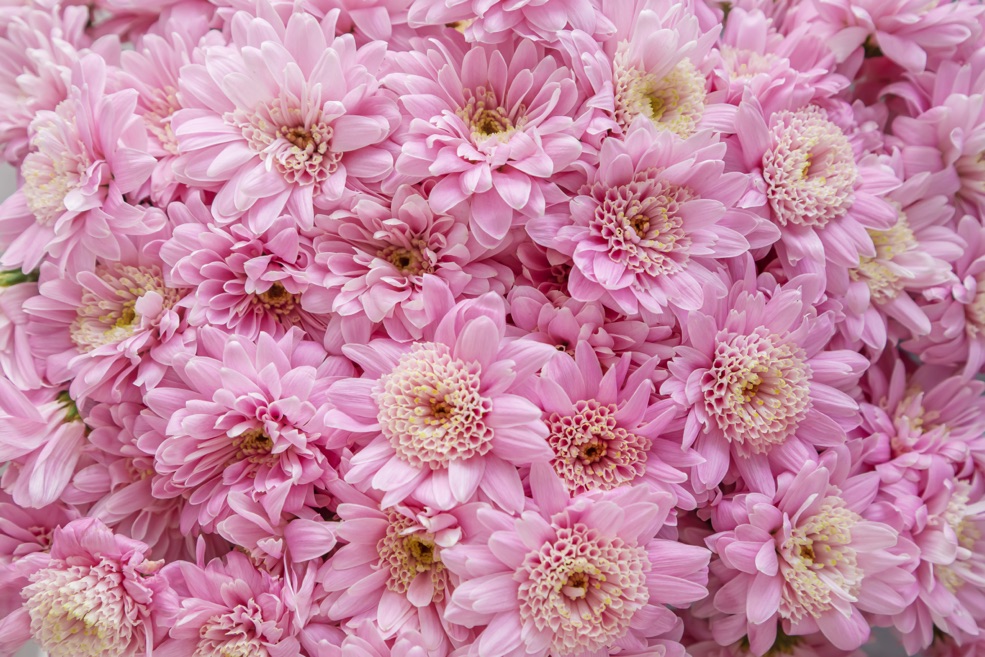 lots of pink Chrysanthemums with white centres