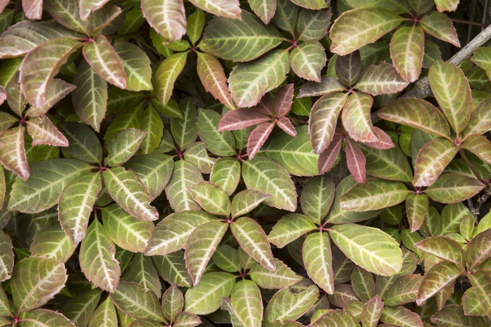 Parthenocissus henryana with red and green leaves