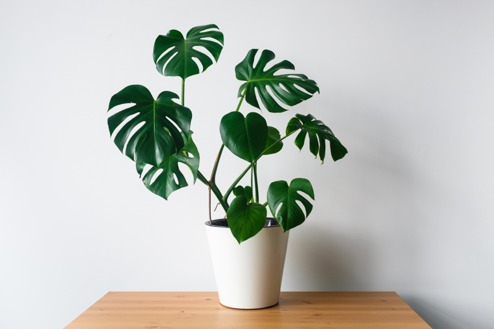 monstera deliciosa with big leaves growing in a white pot on a table in front of a white wall