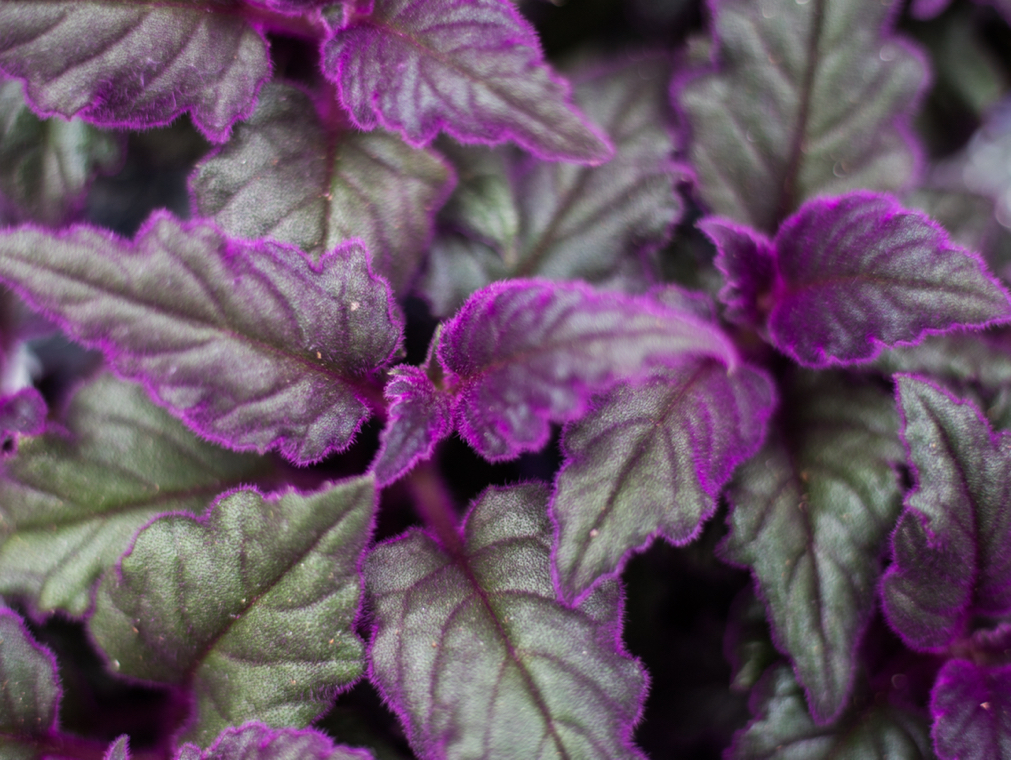 close-up of gynura leaves with purple and green foliage