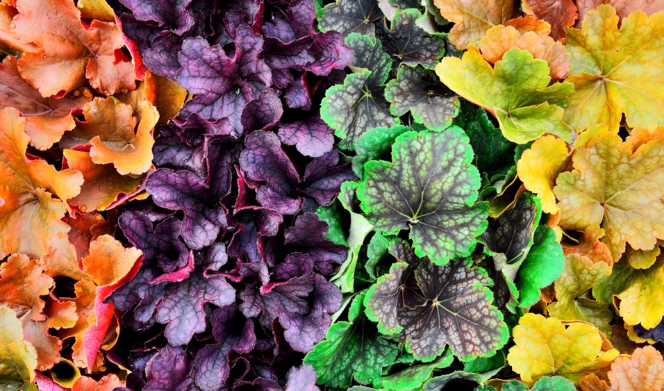 a colourful array of Heucheras made up of green, purple, yellow and orange leaves