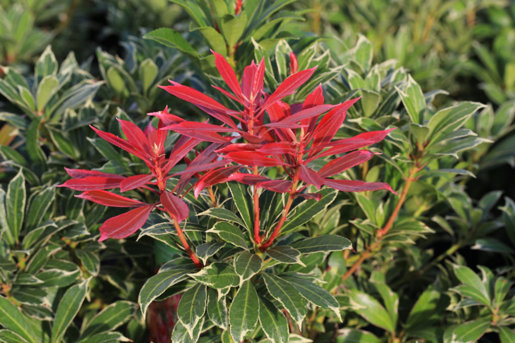 Pieris japonica with red and green leaves growing outside