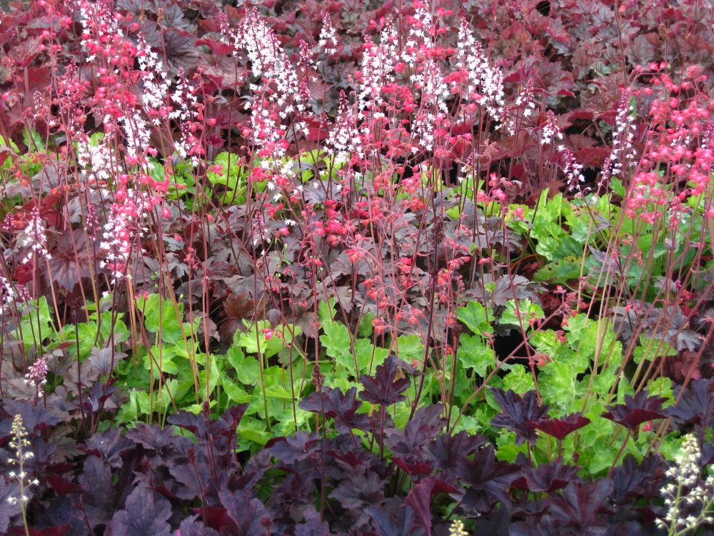 Heucheras with white flowers and green and purple leaves growing in a garden bed outside